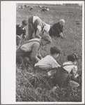 Family from Italian section of Philadelphia working in cranberry bog. Only families with many children are employed. Children are kept out of school for more than two months of the school year. Burlington County, New Jersey