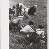 Family from Italian section of Philadelphia working in cranberry bog. Only families with many children are employed. Children are kept out of school for more than two months of the school year. Burlington County, New Jersey