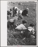 Family from Italian section of Philadelphia working in cranberry bog. Only families with many children are employed. Children are kept out of school for more than two months of the school year. Burlington County, New Jersey