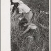 Child picking cranberries, Burlington County, New Jersey