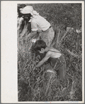 Child picking cranberries, Burlington County, New Jersey