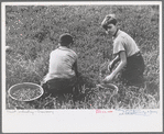 Children picking cranberries, Burlington County, New Jersey