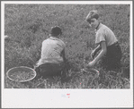 Children picking cranberries, Burlington County, New Jersey