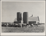 Terra Blanca Dairy Farms. Randall County, Texas