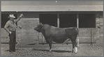 Bull. [Terra Blanca Dairy Farms. Randall County, Texas(?)]