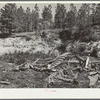 Cut-over land abandoned by homesteaders. Pine Ridge project, Dawes County, Nebraska