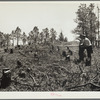 Cut-over land to be reseeded. Pine Ridge project, Dawes County, Nebraska