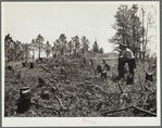 Cut-over land to be reseeded. Pine Ridge project, Dawes County, Nebraska