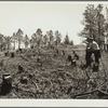 Cut-over land to be reseeded. Pine Ridge project, Dawes County, Nebraska