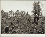 Cut-over land to be reseeded. Pine Ridge project, Dawes County, Nebraska