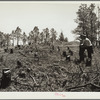 Cut-over land to be reseeded. Pine Ridge project, Dawes County, Nebraska