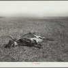 Dead longhorn cattle. Aftermath of the drought of 1934. Sioux County, Nebraska