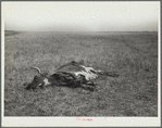 Dead longhorn cattle. Aftermath of the drought of 1934. Sioux County, Nebraska