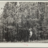 Stand of second-growth pine before thinning. Pine Ridge, Dawes County, Nebraska
