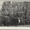 Stand of second-growth pine before thinning. Pine Ridge, Dawes County, Nebraska