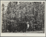 Stand of second-growth pine before thinning. Pine Ridge, Dawes County, Nebraska