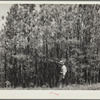 Stand of second-growth pine before thinning. Pine Ridge, Dawes County, Nebraska