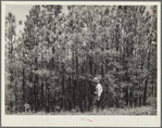 Stand of second-growth pine before thinning. Pine Ridge, Dawes County, Nebraska