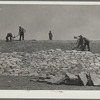 Working on the face of a stock water dam. Pine Ridge project, Sioux County [?], Nebraska