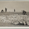 Working on the face of a stock water dam. Pine Ridge project, Sioux County [?], Nebraska