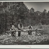 Peeling pine logs for fence posts. Dawes County, Nebraska