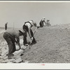 Laying stone on the face of a stock water dam. Pine Ridge land use project. Sioux County [?], Nebraska