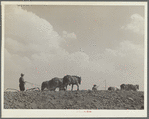 At work on a stock water dam. Pine Ridge land use project. Sioux County, Nebraska