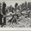 Peeling pine logs for fence posts. Dawes County, Nebraska