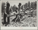 Peeling pine logs for fence posts. Dawes County, Nebraska