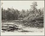 Proper care of forest: thinned area with brush and disease trees removed. Pine Ridge project. Sioux County, Nebaska