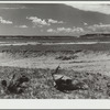 Overgrazed land. Pennington County, South Dakota