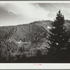 Virgin timber. Teton National Forest, Wyoming