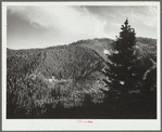 Virgin timber. Teton National Forest, Wyoming