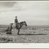 Sheep herder. Natrona County, Wyoming
