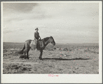 Sheep herder. Natrona County, Wyoming