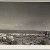 Herding sheep. Natrona County, Wyoming
