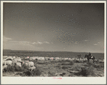 Herding sheep. Natrona County, Wyoming