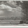 Cattle grazing. Teton County, Wyoming