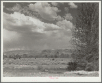 Cattle grazing. Teton County, Wyoming