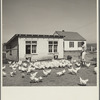 Feeding the chickens. Fairbury Farmsteads, Nebraska