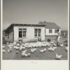 Feeding the chickens. Fairbury Farmsteads, Nebraska