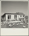 Feeding the chickens. Fairbury Farmsteads, Nebraska
