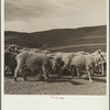 Newly-shorn sheep. Oneida County, Idaho