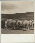 Newly-shorn sheep. Oneida County, Idaho