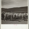 Newly-shorn sheep. Oneida County, Idaho