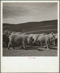 Newly-shorn sheep. Oneida County, Idaho