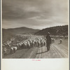 Sheep herder and flocks. Oneida County, Idaho