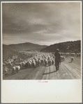 Sheep herder and flocks. Oneida County, Idaho