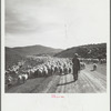 Sheep herder and flocks. Oneida County, Idaho