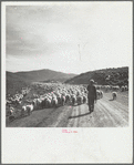 Sheep herder and flocks. Oneida County, Idaho